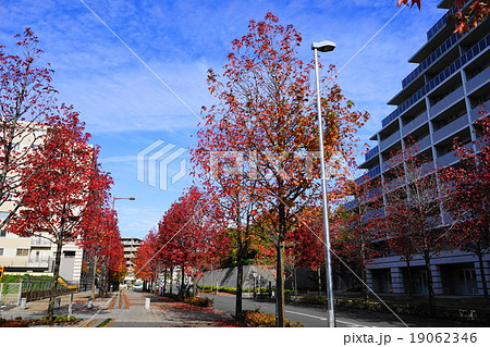 11月都市の風景930カエデ並木の紅葉・新百合ヶ丘駅北口 19062346