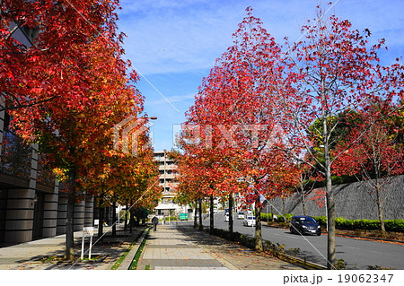 11月都市の風景931モミジバフウ(紅葉葉楓)並木の紅葉・新百合ヶ丘駅北口 19062347
