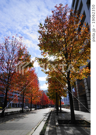 11月都市の風景934カエデ並木の紅葉・新百合ヶ丘駅北口 11月都市の風景934カエデ並木の紅葉・新百合ヶ丘駅北口 19062350