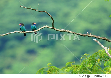 ブッポウソウ 19062512