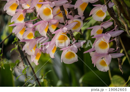 Orchid Flowers  background 19062603