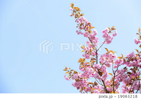八重桜（空バック） 19063218