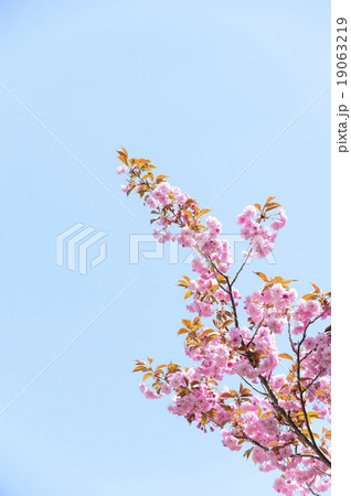 八重桜（空バック） 19063219
