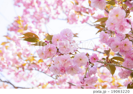 八重桜（アップ） 19063220