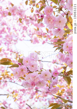 八重桜(アップ) 八重桜(アップ) 19063221