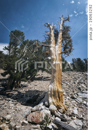 Landscape in the Sierra Nevada Mountains 19063292