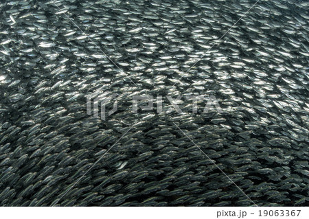 sardine school of fish underwater sardine school of fish underwater 19063367