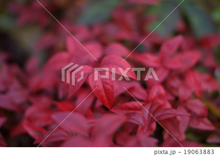 オタフクナンテン　お多福南天 19063883