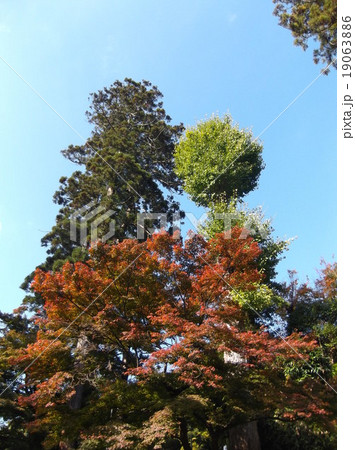 紅葉と黄葉、空へ向かって 紅葉と黄葉、空へ向かって 19063886