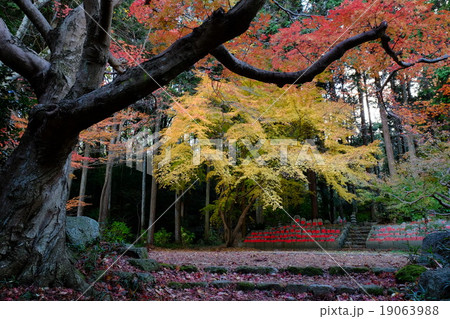 九品寺の秋（奈良県御所市） 19063988