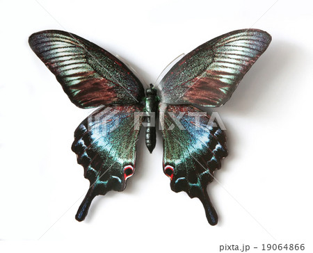 Papilip Arclurus Papilip Arclurus 19064866