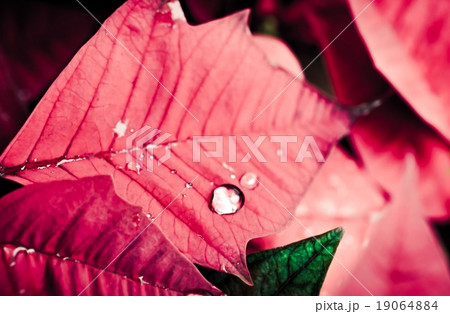 Abstract of rain drops on poinsettia flower 19064884