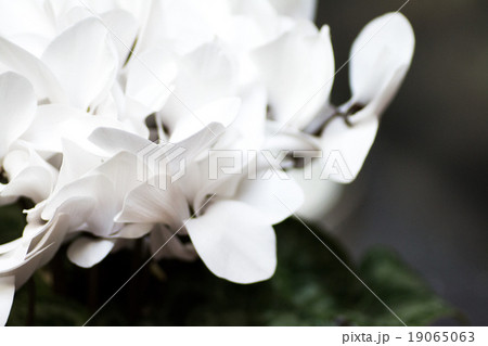 白いシクラメンクローズアップ 冬の花イメージの写真素材