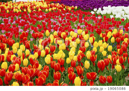 チューリップ 19065086
