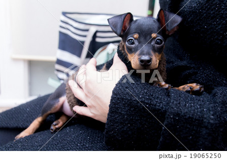 女性に抱っこされる賢そうな子犬イメージ。ミニチュアピンシャーの仔犬正面を見つめている 女性に抱っこされる賢そうな子犬イメージ。ミニチュアピンシャーの仔犬正面を見つめている 19065250