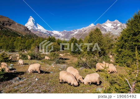 Matterhorn with sheep in Swiss Alps Matterhorn with sheep in Swiss Alps 19065492