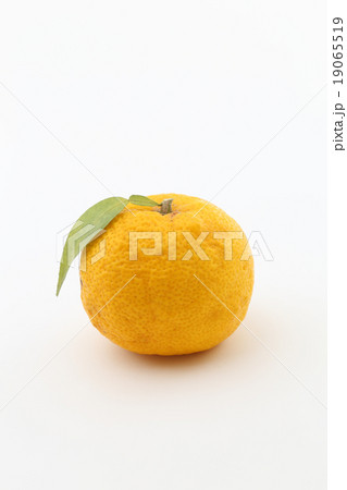 柚子 柚子 19065519