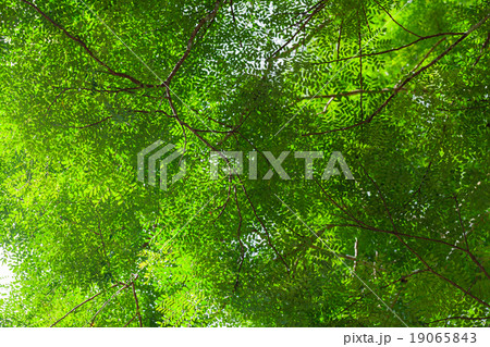 Leaf. Leaf. 19065843