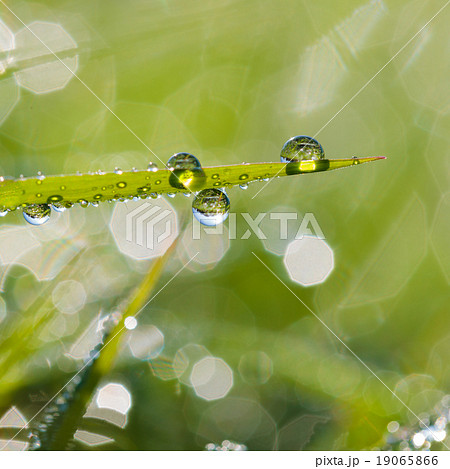 Grass with dew. Grass with dew. 19065866