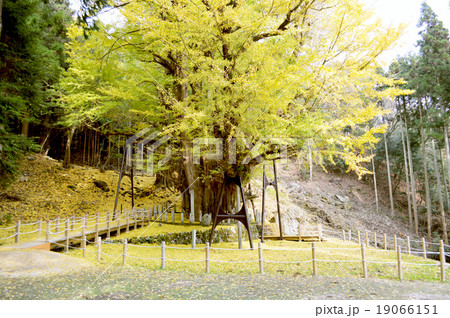 銀杏の老木・根を保護する柵と、枝の支柱。 19066151