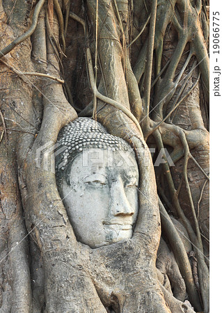 Buddha head in banyan  in Ayuthaya of Thailand 19066775