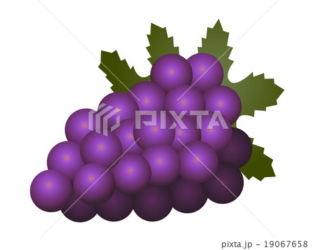 Grapes fruit isolated on white background 19067658