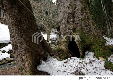 巨木　トチノキ　熊野の大トチ　残雪 19067847