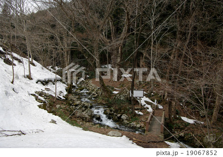 巨木　トチノキ　熊野の大トチ　残雪 19067852