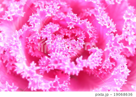 葉牡丹　　Brassica oleracea var. acephala f. tricolor 19068636