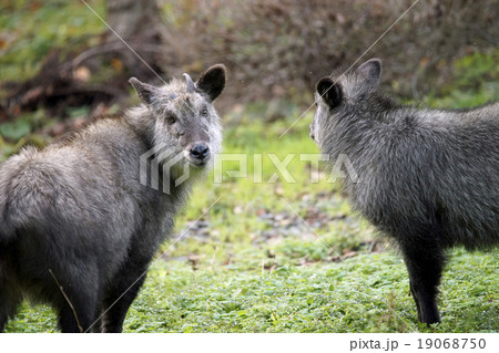 ニホンカモシカ 19068750