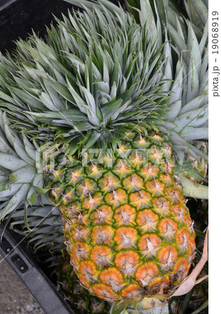 Pineapple tropical fruit Pineapple tropical fruit 19068919
