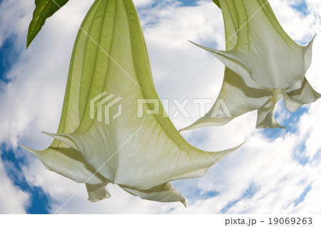 白い花 白い花 19069263