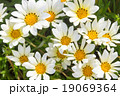 ガザニア 19069364