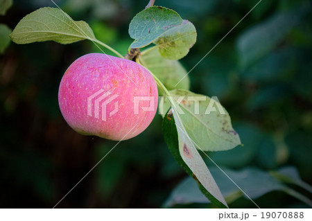 Red apple Red apple 19070888