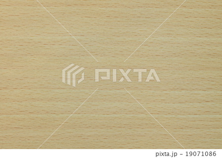 ブナ ブナ 19071086