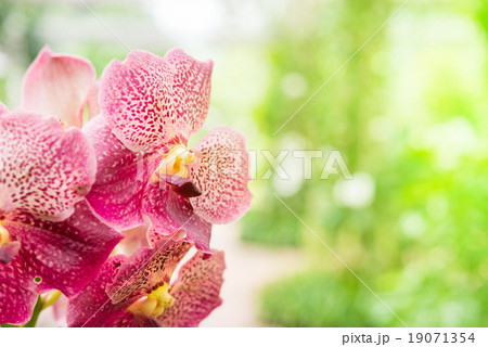 Beautiful pink orchid 19071354