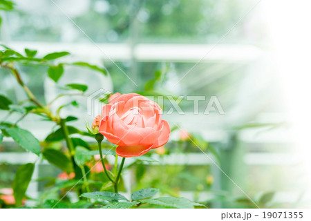 blossom pink roses in the garden 19071355