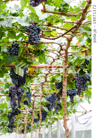 Red grapes in the vineyard 19071372