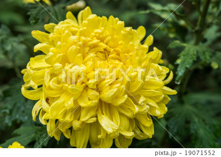 chrysanthemum flowers chrysanthemum flowers 19071552