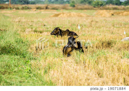 cow on pasture cow on pasture 19071884