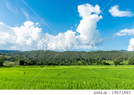Landscape of rice farm with blue sky in Thailand Landscape of rice farm with blue sky in Thailand 19071893