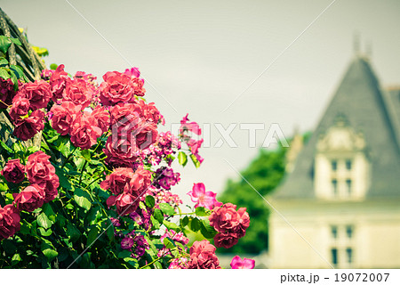 Bush of beautiful roses in a garden 19072007