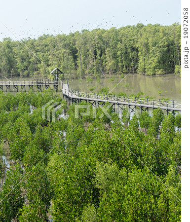 Wooden bridge in mangrove forest 19072058