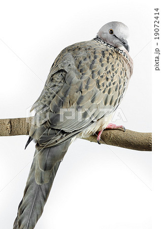 Mourning Dove on a white background 19072414