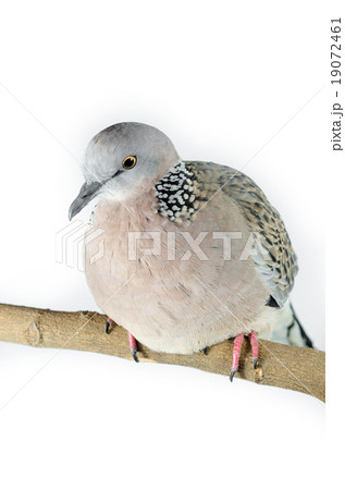 Mourning Dove on a white background Mourning Dove on a white background 19072461