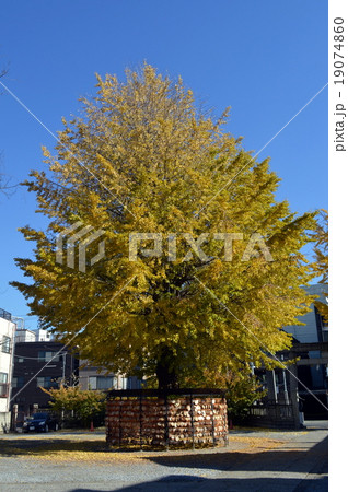 今戸神社 今戸神社 19074860
