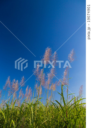 サトウキビの穂 19074901