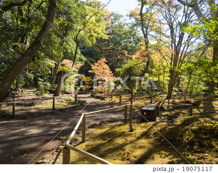 楽寿園の紅葉 19075117