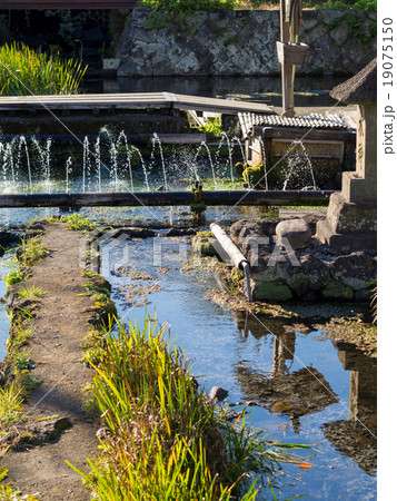 三島梅花藻の里 三島梅花藻の里 19075150