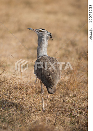 Kori Bustard (Ardeotis kori) 19075258